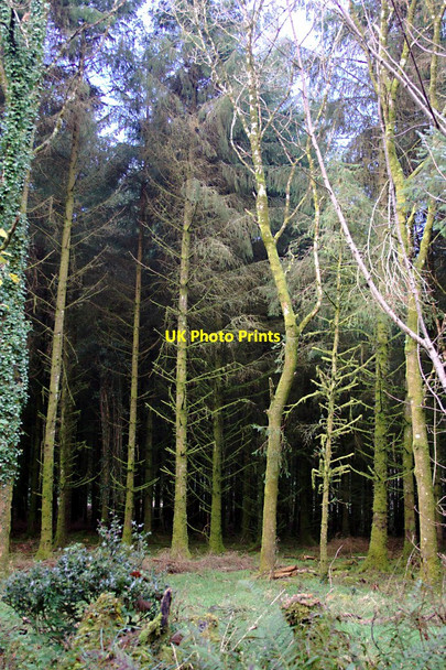 Photo 6"x4" Conifer Woodland Eworthy c2010