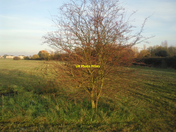 Photo 6"x4" London Diocesan Lands at Lower Feltham Feltham\/TQ1073 c2010