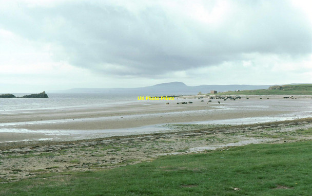 Photo 6"x4" Cattle on the beach at Blackrock Blackrock\/NR3063 c1975
