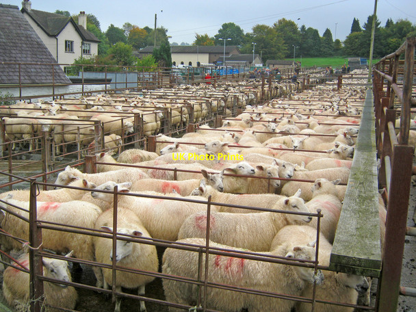 Photo 6"x4" Knighton Livestock Market Knighton\/Tref-y-Clawdd c2010