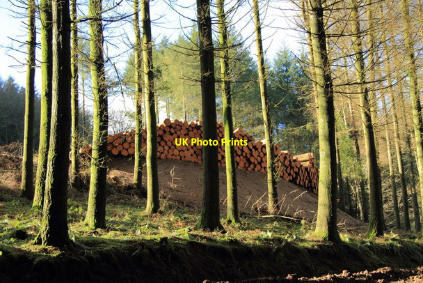 Photo 6"x4" Trees felled in Heathercombe Wood Heathercombe c2011
