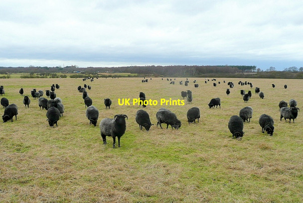 Photo 6"x4" Black sheep at Scotton Scotton\/SK8899 c2011