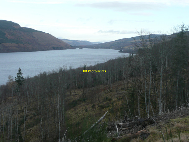 Photo 6"x4" Woodland clearance south of Loch Tay Fearnan c2011