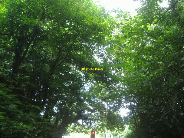 Photo 6"x4" Trees above Sandy Lane Bushey Bushey\/TQ1395 c2009