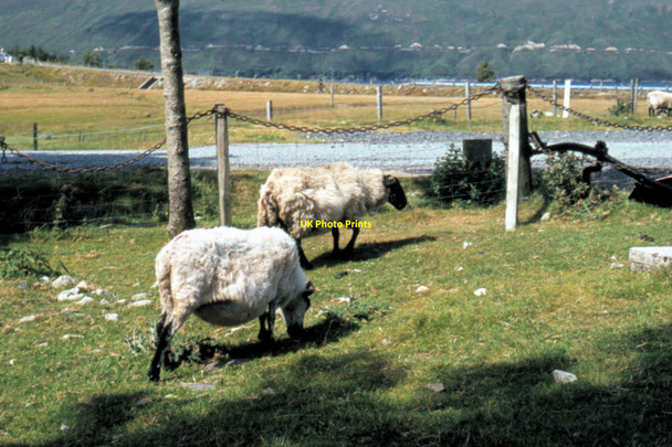 Photo 6"x4" Isle of Skye - 1983 Luib c1983