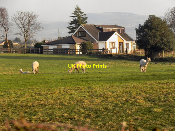 Photo 6"x4" Alpacas Grazing At Low Crompton Farm Shaw\/SD9308 c2011