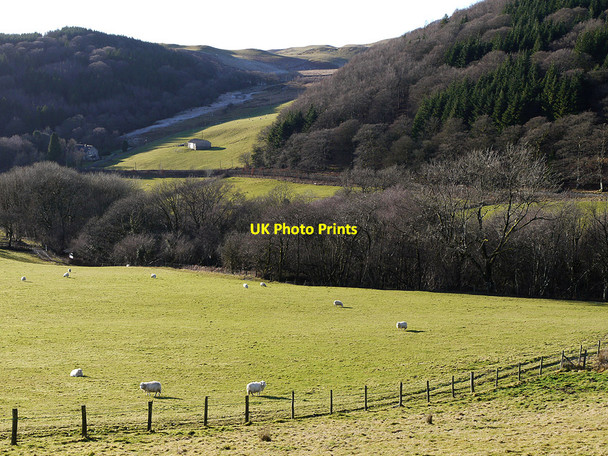 Photo 6"x4" Grazing near Pwllpeiran Cwmystwyth c2011