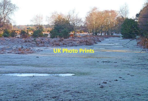 Photo 6"x4" Frosty Morning near Brownhill Inclosure Ossemsley c2011