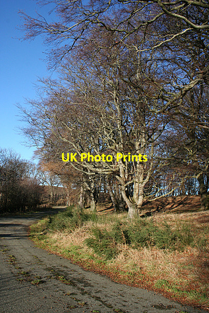 Photo 6"x4" Beech Woods Cullen\/NJ5167 c2011
