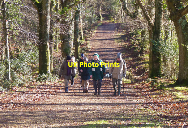 Photo 6"x4" New Forest Walkers Wootton\/SZ2498 c2011