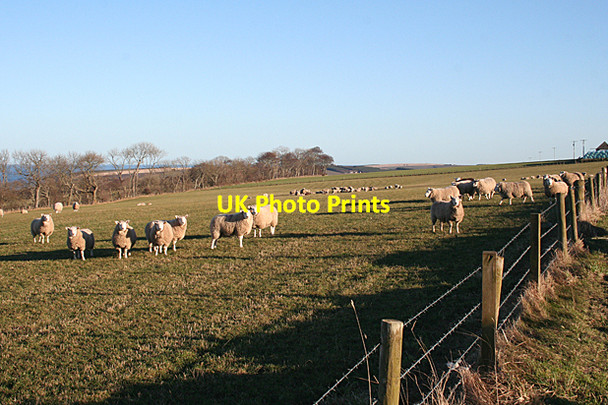 Photo 6"x4" Wintering Sheep Fordyce c2011