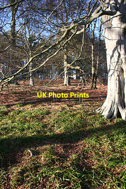 Photo 6"x4" Beech Woods on Clune Hill Milton\/NJ5163 c2011