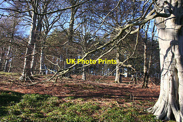 Photo 6"x4" Clune Hill Beech Woods Milton\/NJ5163 c2011
