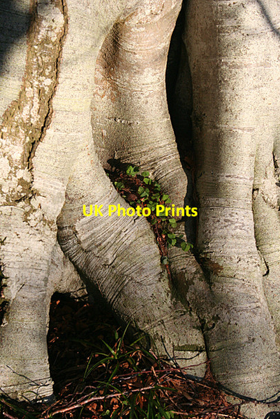 Photo 6"x4" A Harbinger of Spring Milton\/NJ5163 c2011