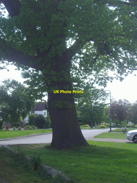 Photo 6"x4" Tree on corner of Manor Way, Potters Bar Potters Bar c2009