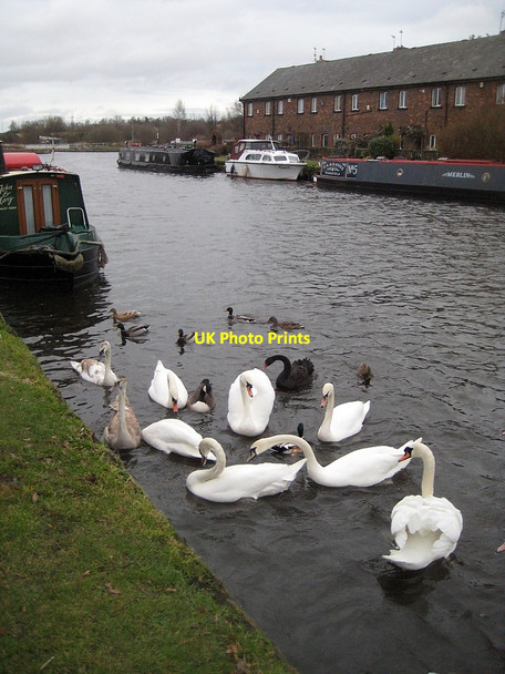 Photo 6"x4" Black Swan - Cygnus atratus (3) Wakefield\/SE3320 c2011