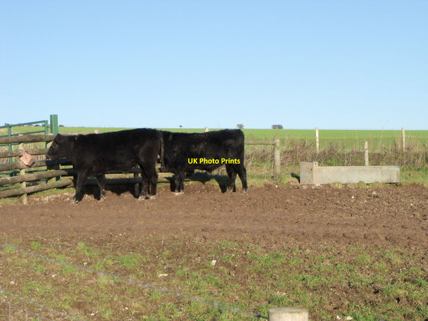 Photo 6"x4" Bullocks licking salt north of Sompting Beggars Bush\/TQ1607 c2011