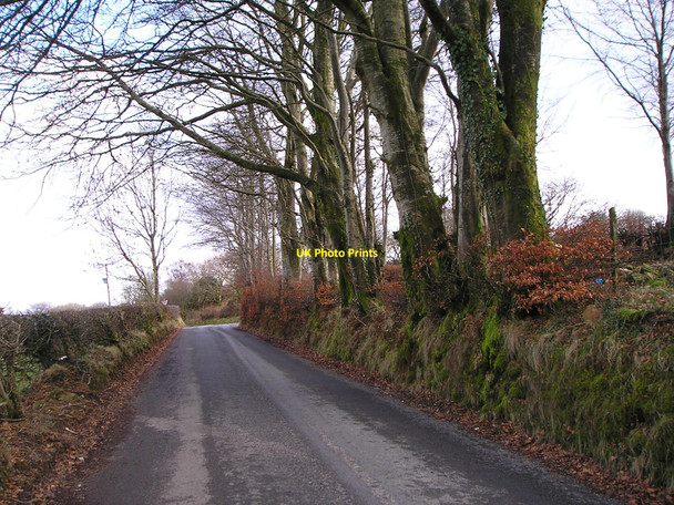 Photo 6"x4" Beech trees in the hedge Coed-y-bryn c2011