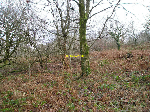 Photo 6"x4" Open woodland Coed-y-bryn c2011