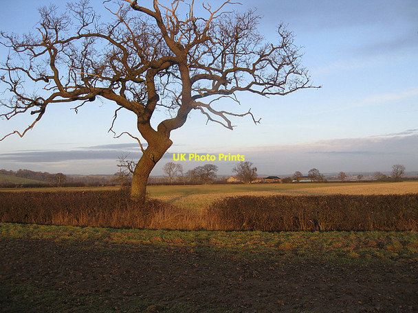 Photo 6"x4" Farmland and old oak Normanby\/SE7381 c2011