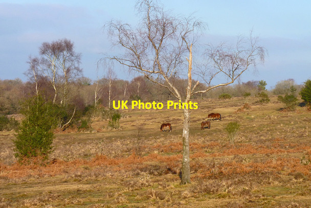Photo 6"x4" New Forest Ponies Fritham c2011