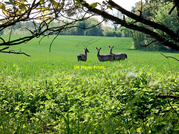 Photo 6"x4" Surprised Deer near Trimley St. Martin Thorpe Common\/TM2637 c2010