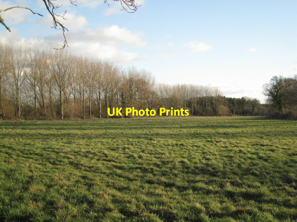 Photo 6"x4" Poplar and pine plantations Littleworth\/SP2363 c2011