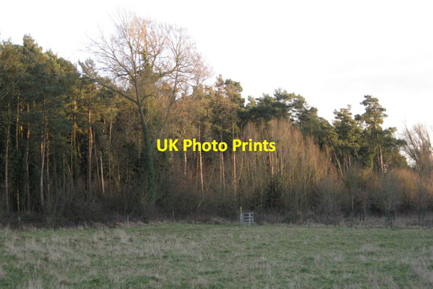 Photo 6"x4" Scots Pine plantation by a brook Littleworth\/SP2363 c2011