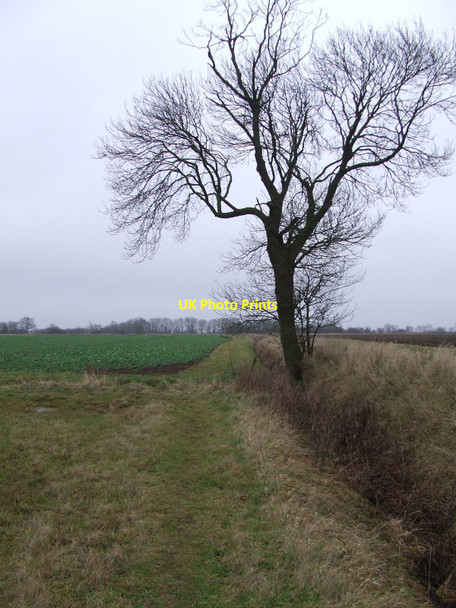 Photo 6"x4" Tree At Corner Of Field Greenstreet Green c2011