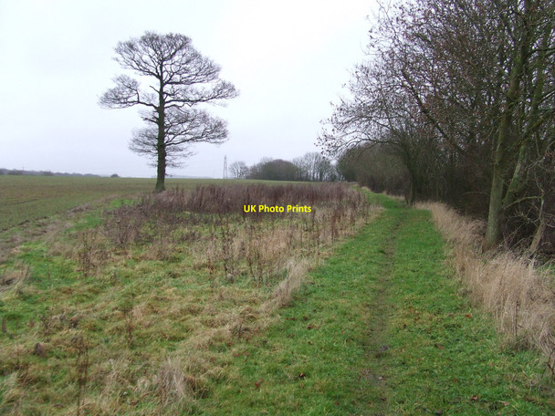 Photo 6"x4" Footpath And Tree Greenstreet Green c2011