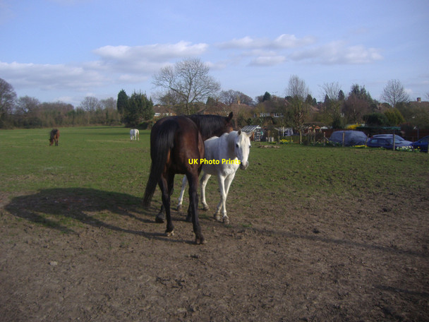Photo 6"x4" Horses on field by Telegraph Lane, Claygate Esher c2009