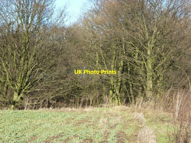 Photo 6"x4" A small wood to the south of Santon Wood #1 Santon\/SE9212 c2011