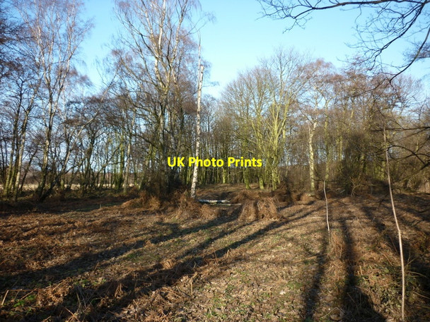 Photo 6"x4" A small wood to the south of Santon Wood #2 Santon\/SE9212 c2011
