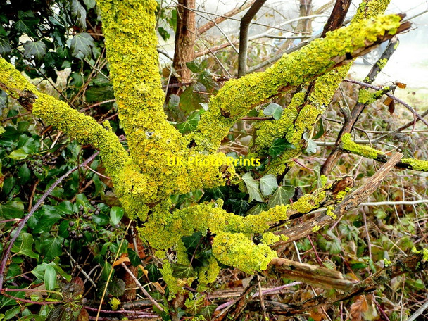 Photo 6"x4" Rutland lichen Belmesthorpe c2010