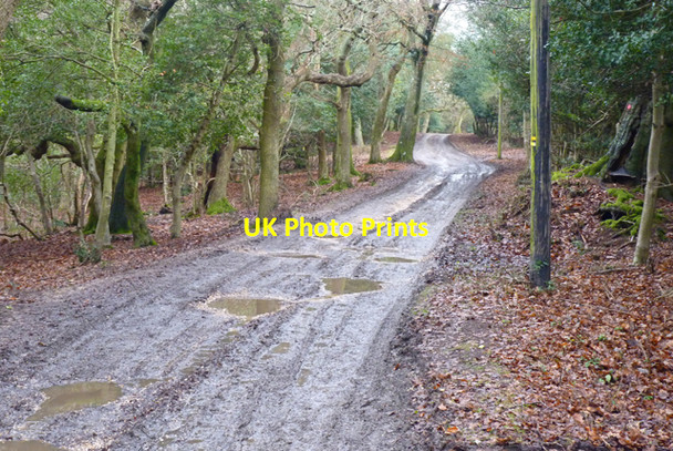 Photo 6"x4" Castle Hill Lane, Burley Burley\/SU2103 c2011