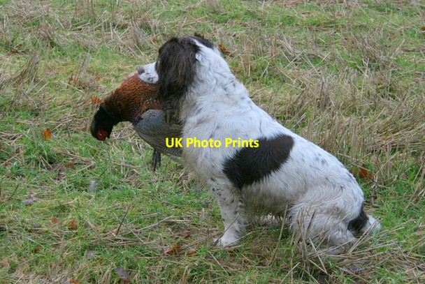 Photo 6"x4" Being greedy! Woodside\/NJ0555 c2011