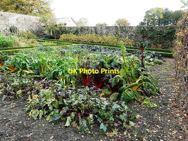 Photo 6"x4" Vegetable plot in the Lower Walled Garden Llangathen c2008