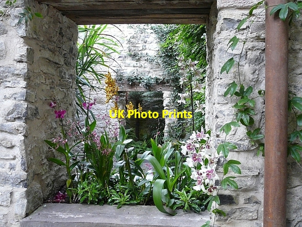 Photo 6"x4" Orchids in the Ninfarium, Aberglasney Llangathen c2008