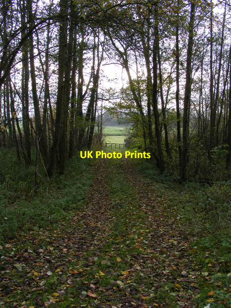 Photo 6"x4" Track towards the River Waveney Ditchingham c2010