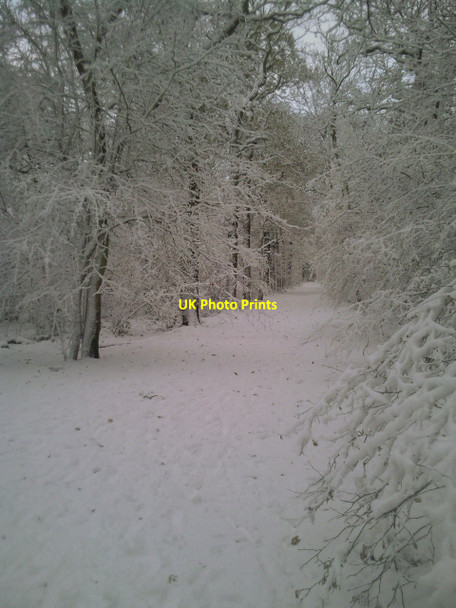 Photo 6"x4" Oxleas Wood in snow Bexley c2010