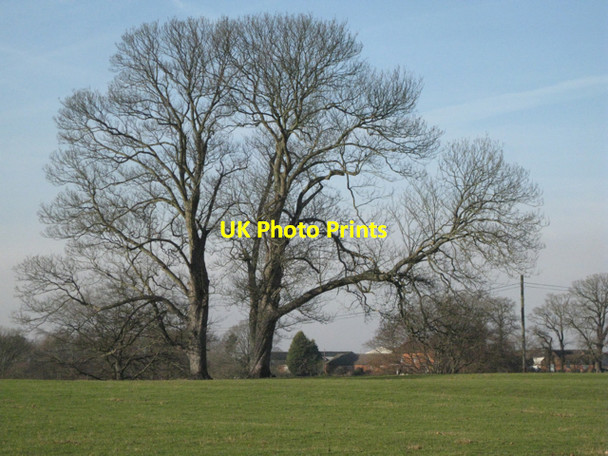 Photo 6"x4" Massive trees, Berkswell Hall parkland Berkswell c2011