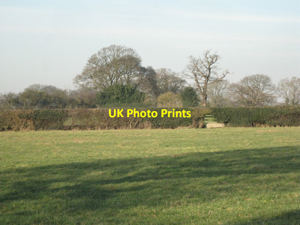 Photo 6"x4" Holly in a hedge east of Blind Hall Berkswell c2011