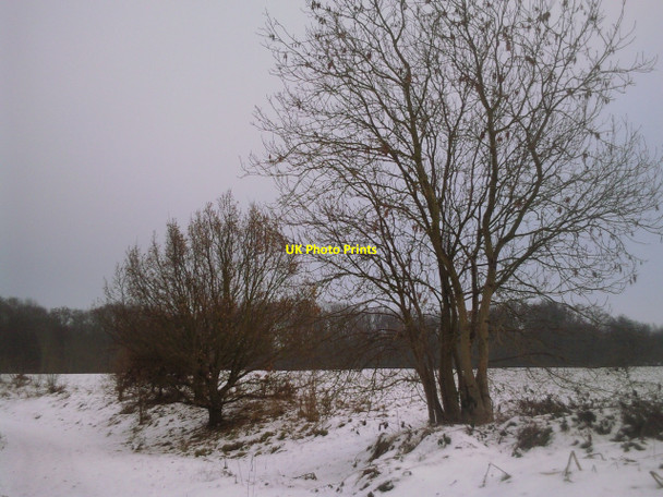 Photo 6"x4" Cobham Park on Christmas Day 2010 Cobham\/TQ6768 c2010