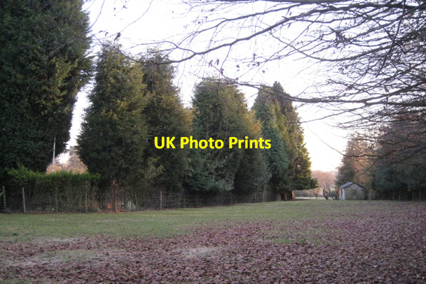Photo 6"x4" Conifers by a paddock Carol Green c2011