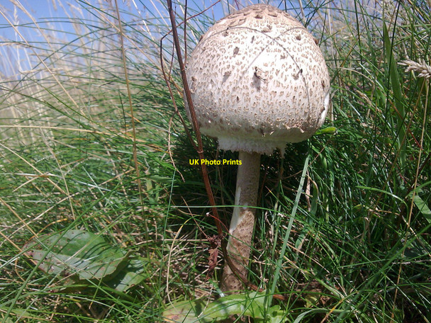 Photo 6"x4" Coastal path from Newport to Moylegrove Berry Hill\/SN0640 c2009