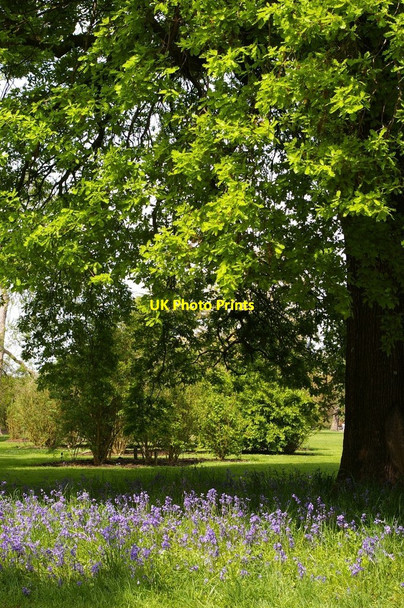 Photo 6"x4" Kew Gardens: bluebell time Brentford c2008