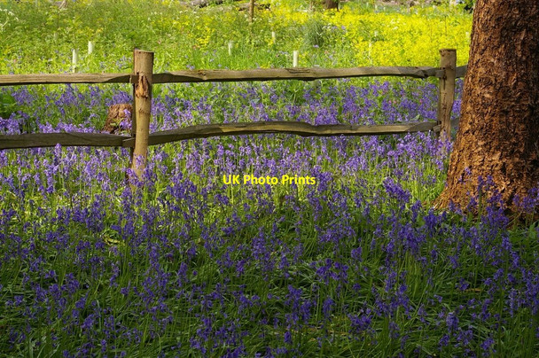 Photo 6"x4" Kew Gardens: bluebell time Brentford c2008