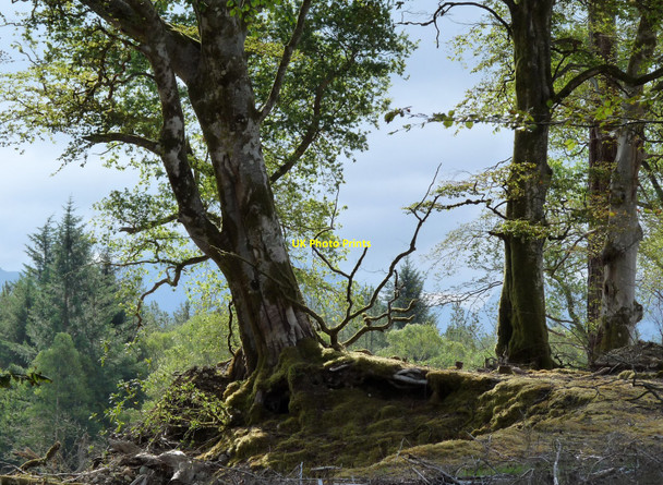 Photo 6"x4" The woods of Ardgour estate Clovullin c2009