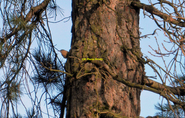 Photo 6"x4" Spot the Nuthatch Dodworth Bottom c2011