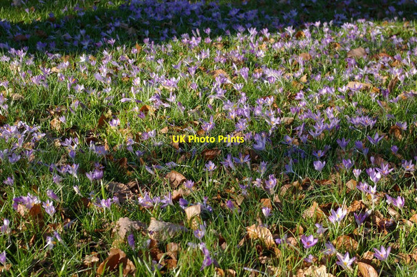 Photo 6"x4" Kew Gardens, croci Brentford c2008